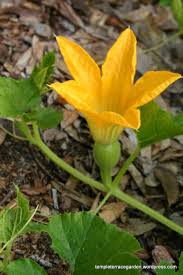 Maybe you would like to learn more about one of these? Pollination Temple Terrace Garden