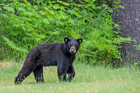 When a controversial cult leader builds a utopian city in the oregon desert, conflict with the locals escalates into a national scandal. The 3 Most Dangerous Animals In The Maine Woods Maine Huts Trails