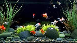 Inilah aquarium mini unik berbentuk rumah untuk ikan hias , harganya murah meriah gak bikin. Ini 10 Desain Akuarium Unik Dan Kreatif Yang Bisa Jadi Inspirasi Bangka Pos