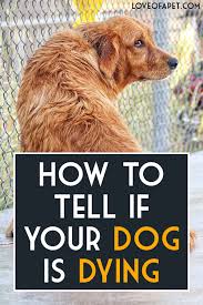 Loss of muscle control while shakiness is a common aspect of dog behavior in old age, a dog who is dying may experience severe muscle twitching or mild convulsions. How To Tell If Your Dog Is Dying 8 Signs Love Of A Pet