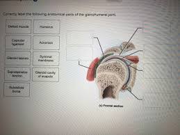 The structure of bone tissue suits the function. Solved Correctly Label The Following Anatomical Parts Of Chegg Com