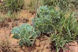 Image result for Senecio milanjianus