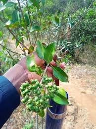 Image result for Coptosperma