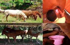 Disamping itu dihasilkan juga susu kuda sumbawa. Popularitas Pulau Sumbawa Terios 7 Wonders Etape 6 Rute Sade Rambitan Dompu 69 Tahun Bni
