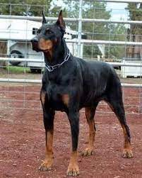 Doberman Doberman Puppies For Sale Doberman Puppy Doberman Pinscher
