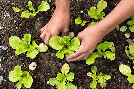 People want to know where their food is coming from, but if you don't. 7 Steps To Start Your Own Vegetable Garden Rimol Greenhouse Systems