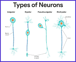 Nervous System Anatomy And Physiology Nurseslabs