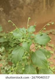 Image result for Micrococca