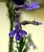 Image result for Lobelia pteropoda