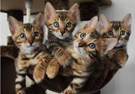 .about bengal cats, they are a domestic cat that was crossed with an asian leopard cat in order to come up with the bengal kittens we know now. Bengal Cat Price Range Bengal Cat For Sale Cost Best Bengal Breeders