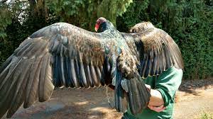 Maybe you would like to learn more about one of these? 2 4 6 8 Who Do We Appreciate Vultures Like Modoc