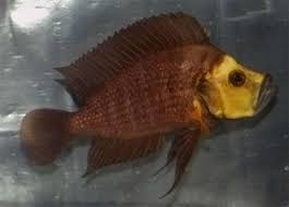In this picture a young premium quality golden altolamprologus compressiceps was swimming in one of our aquariums, when one of us snapped this picture. Gold Head Compressiceps Live Fish Direct