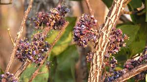 Image result for Warneckea sp.