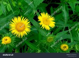 Image result for Pentanema