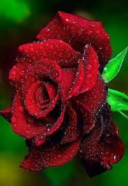 Engel Kiyoss Schone Rote Rose Schone Bilder Bilder Engelkiyoss Quotschone Rosequot Rote Schone Blumensamen Blumen Rosen Fotos Blumen