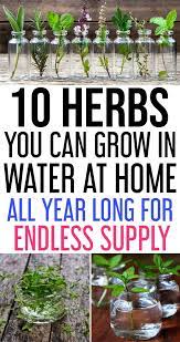 10 Herbs You Can Grow Indoors In Water All Year Long For Endless Supply Indoor Herb Garden Plants Herbs Indoors