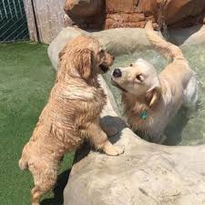 8 weeks old golden pyrenees , a golden retriever and pyrenees mix. Best Dog Breeders Best Places To Buy Dogs And Puppies