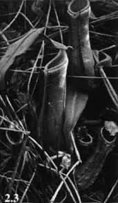 Image result for Pandanus chiliocarpus