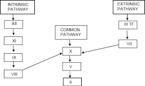 Activation of prothrombin by prothrombin activator results in the formation of thrombin. Overview Of The Coagulation System Abstract Europe Pmc