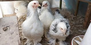 We bought a brahma female because we thought is was gonna get very big. What You Should Know If You Own A Brahma Chicken
