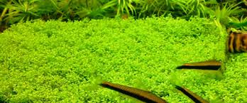 Image result for Monochoria africana