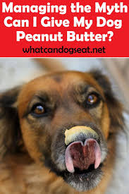 Managing The Myth Can I Give My Dog Peanut Butter Peanut Butter For Dogs Peanut Butter Can Dogs Eat