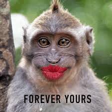 Forever Yours Monkey Meme