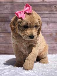 Puppy Application Precious Doodle Dogs Teacup Goldendoodles Labradoodle Puppies Teacup Doodle Dogs Teacup Cavapoo Puppies Cavapoo Puppies Micro Go Goldendoodle Puppy Mini Goldendoodle Puppies Goldendoodle Puppy For Sale