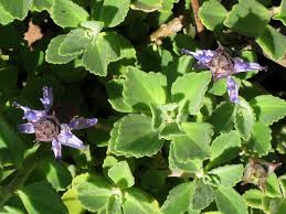 Image result for Plectranthus alboviolaceus