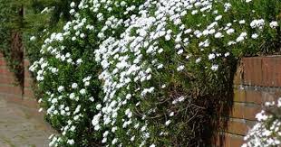 Plantes Vivaces Jardinage Plante Vivace Vivaces Planter Des Arbres