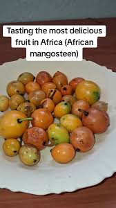 Image result for Garcinia huillensis