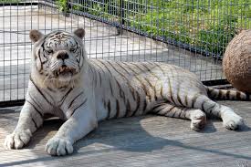 A white tiger in captivity at singapore zoological gardens. White Tigers Conserving A Lie Saving Earth Encyclopedia Britannica