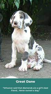 210 Great Dane Ideas Great Dane Dane Dog Great Dane Dogs