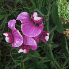 Image result for Sphenostylis