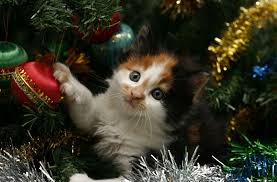 Well, they do it all the time. Free Photo Kitten In Christmas Animal Bauble Cat Free Download Jooinn