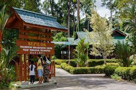 Sepilok rehabilitation centre, located at kabili sepilok forest reserve, in sandakan, sabah, in malaysia. Sepilok Orangutan Rehabilitation Centre Wikipedia