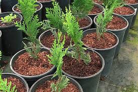 Image result for cuttings thujas