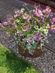 Image result for foto Vějířovka