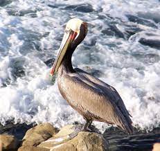 Saint Kitts And Nevis Brown Pelican Pelicano Pardo Pelecanus Occidentalis Http Es Wikipedia Org Wiki Pelecan Saint Kitts And Nevis Animals Animal Facts