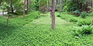 Under pine tree ground cover. How To Grow Pachysandra Hgtv