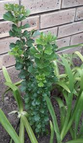 Image result for Anthericopsis sepalosa