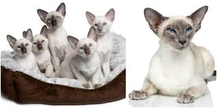 Find flame point siamese in canada | visit kijiji classifieds to buy, sell, or trade almost anything! Fun Facts About The Siamese Cat Breed If You Please Cole Marmalade