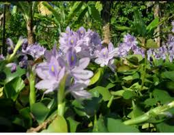 Pokok keladi bunting atau water hyacinth. Pokok Keladi Bunting Water Hyacinth Eichhornia Crassipes Home Furniture Gardening On Carousell