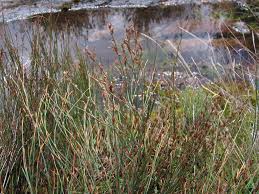 Image result for Platycaulos