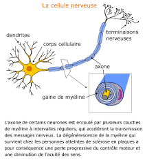 Ii est en effet vraisemblable que ces recherches deboucheront sur des tests et des informations qui seront pour eux d'un grand secours. Vaccin Contre L Hepatite B Et Sclerose En Plaques La Sclerose En Plaques Sep