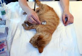 Vor allem, wenn man entscheiden muss, wann man sie einschläfern lassen soll. Alte Katzen Brauchen Liebe Und Pflege Aktion Tier Menschen Fur Tiere E V