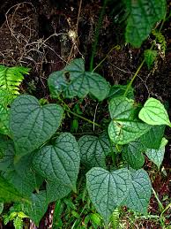 Image result for Zehneria