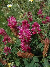 Image result for Eriosema flexuosum