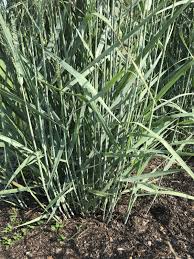 Image result for Panicum pilgeri