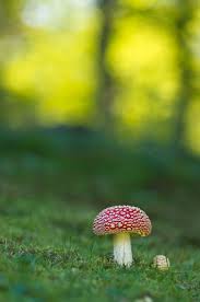 Black And White Mushroom Wallpaper Fly Agaric By Sebastian Raab On 500px Nature Pictures Stuffed Mushrooms